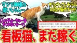 メトさん ← ふらっと現れて牧場を救い続けるデカ猫…