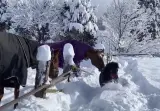 脱走した仔馬を戻そうとするお馬さん　賢いな