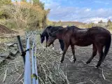 サトウキビに飽きたハルウララ