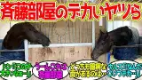 ヤマニンウルス × ドンフランキー ← 馬房ってこんな小さかったっけ？となるデカさ…